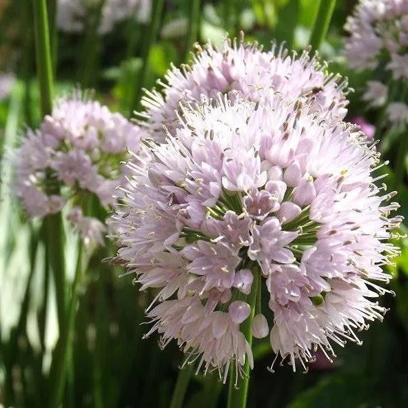 Summer Beauty Ornamental Onion
