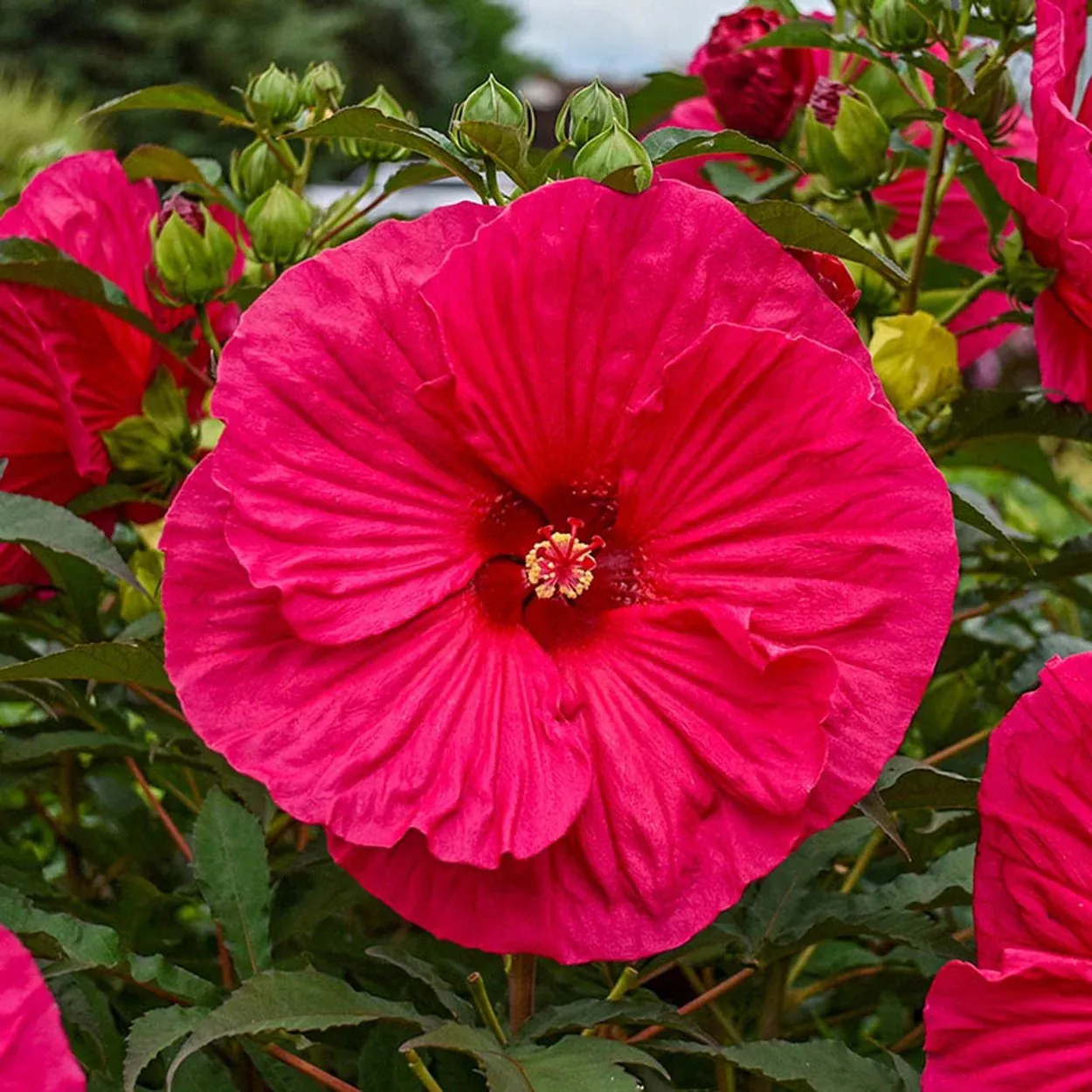 Summer in Paradise Hibiscus
