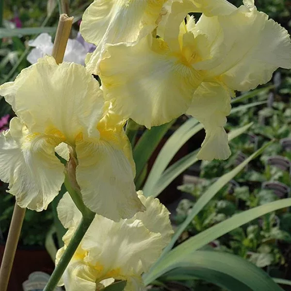 Summer Olympics Yellow Bearded Iris