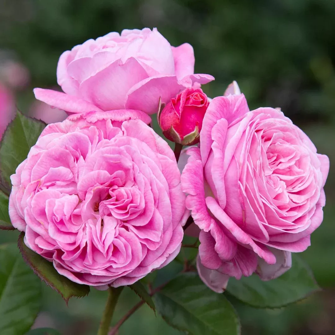 Summer Romance Rose