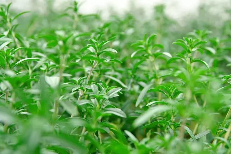 Summer Savory - Herb Seeds