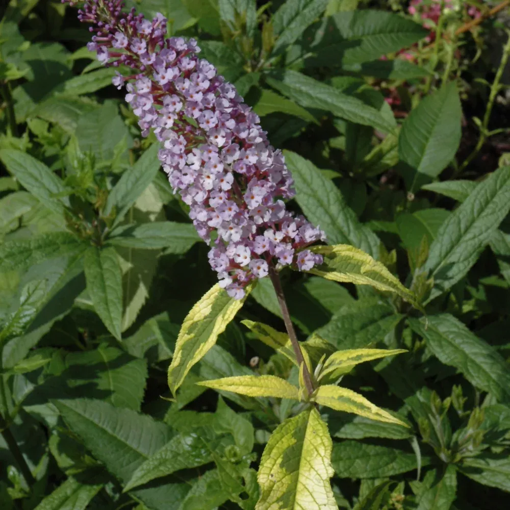 Summer Skies Butterfly Bush