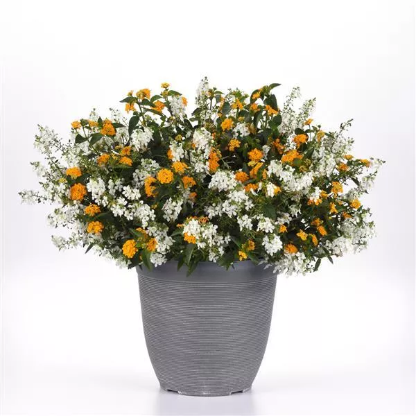 Summer Splendor MixMaster