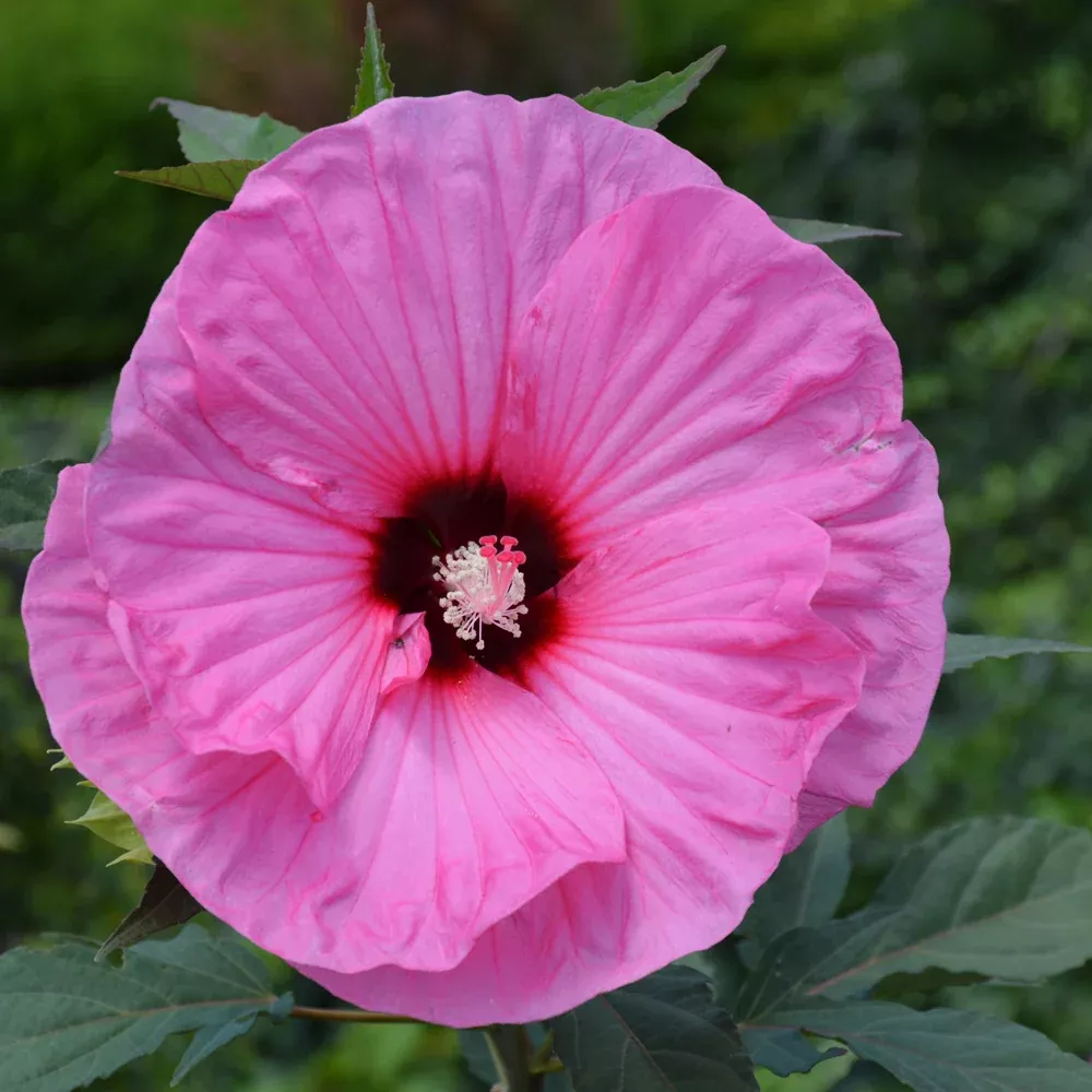 Summerific Candy Crush Hibiscus
