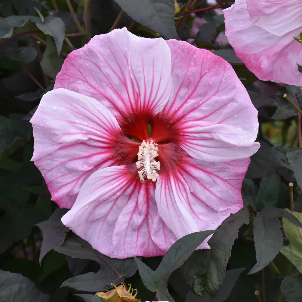 Summerific Cherry Choco Latte Hibiscus