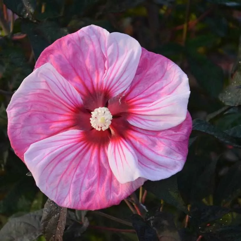 Summerific Cherry Choco Latte Rose Mallow