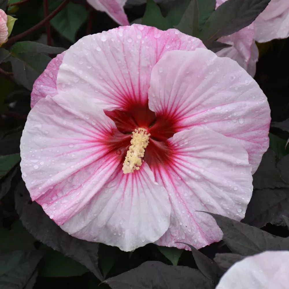 Summerific Perfect Storm Hibiscus