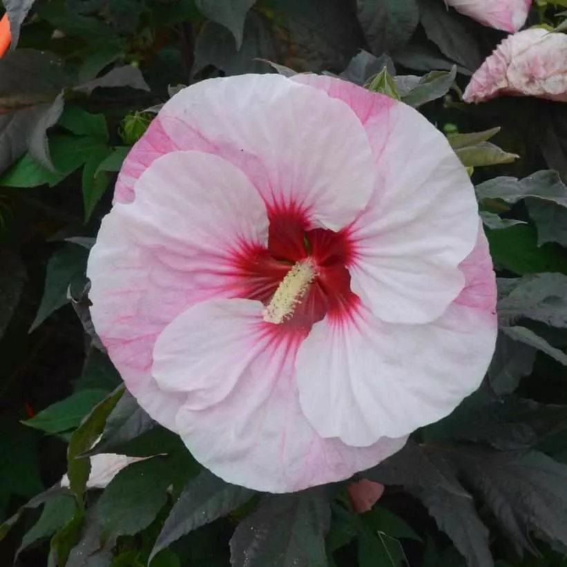Summerific Perfect Storm Rose Mallow