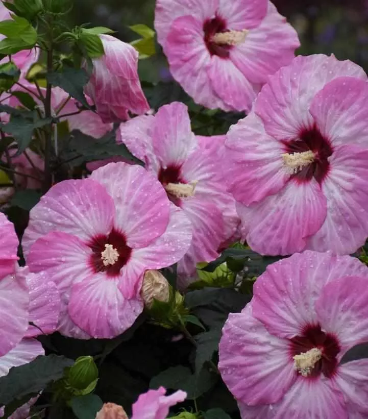 Summerific Spinderella Rose Mallow
