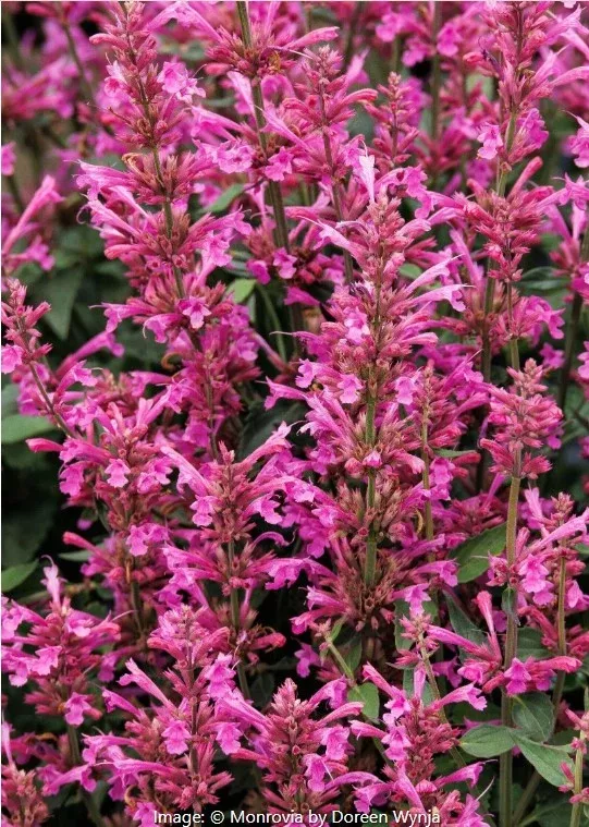 Summerlong™ Lilac Agastache