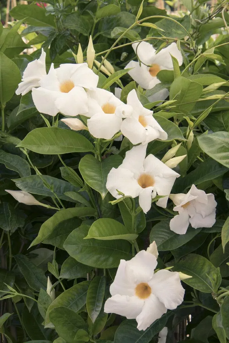 Sun Parasol Giant White Mandevilla