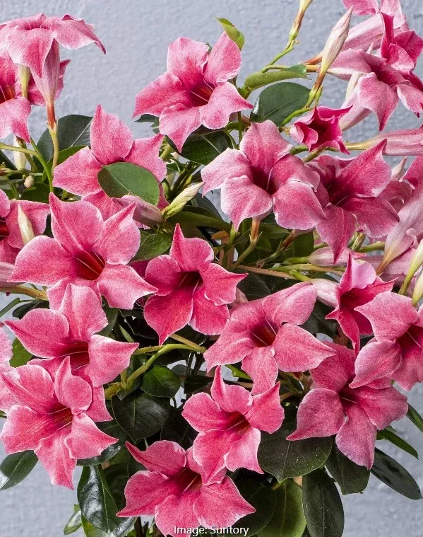 Sun Parasol Original XP Mauvelous Mandevilla