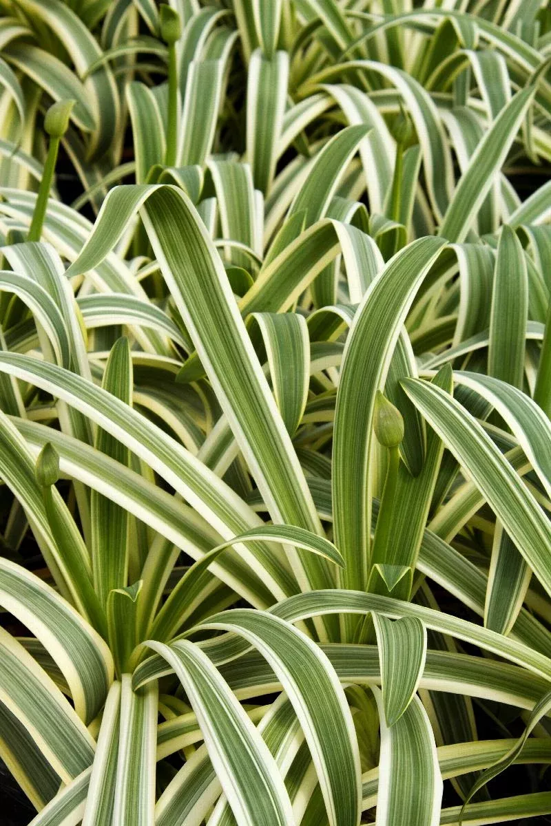 Sun Stripe Agapanthus