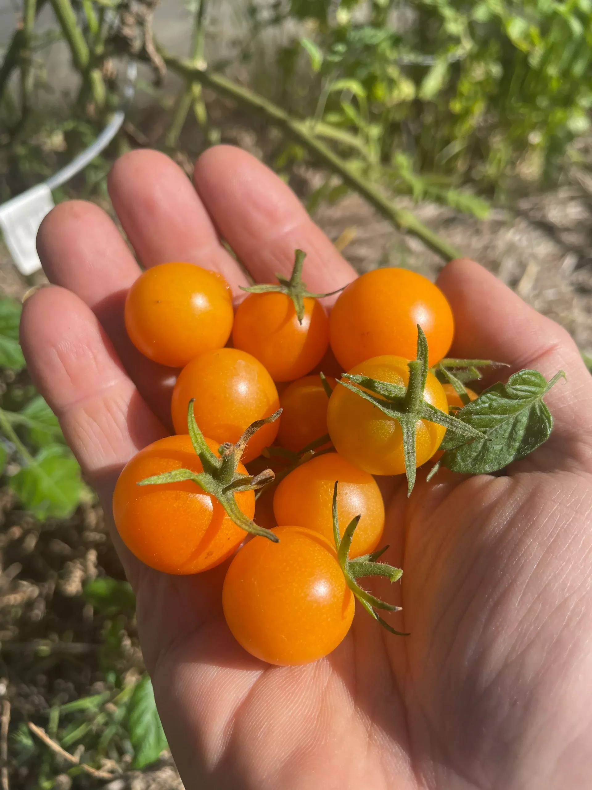 Sun Sugar Tomato Seeds
