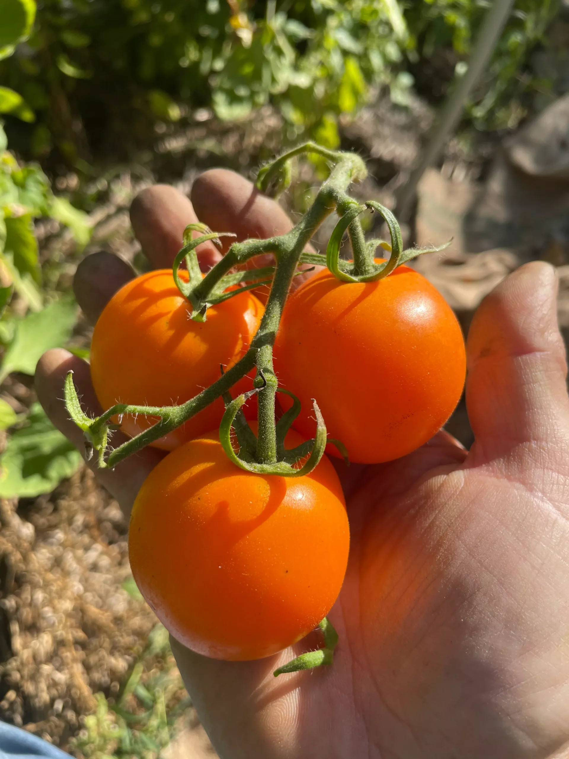 Sun Sugar XL Tomato Seeds