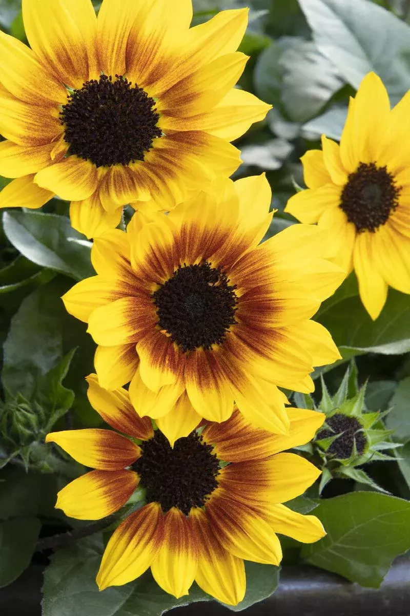 SunBelievable Brown Eyed Girl Helianthus