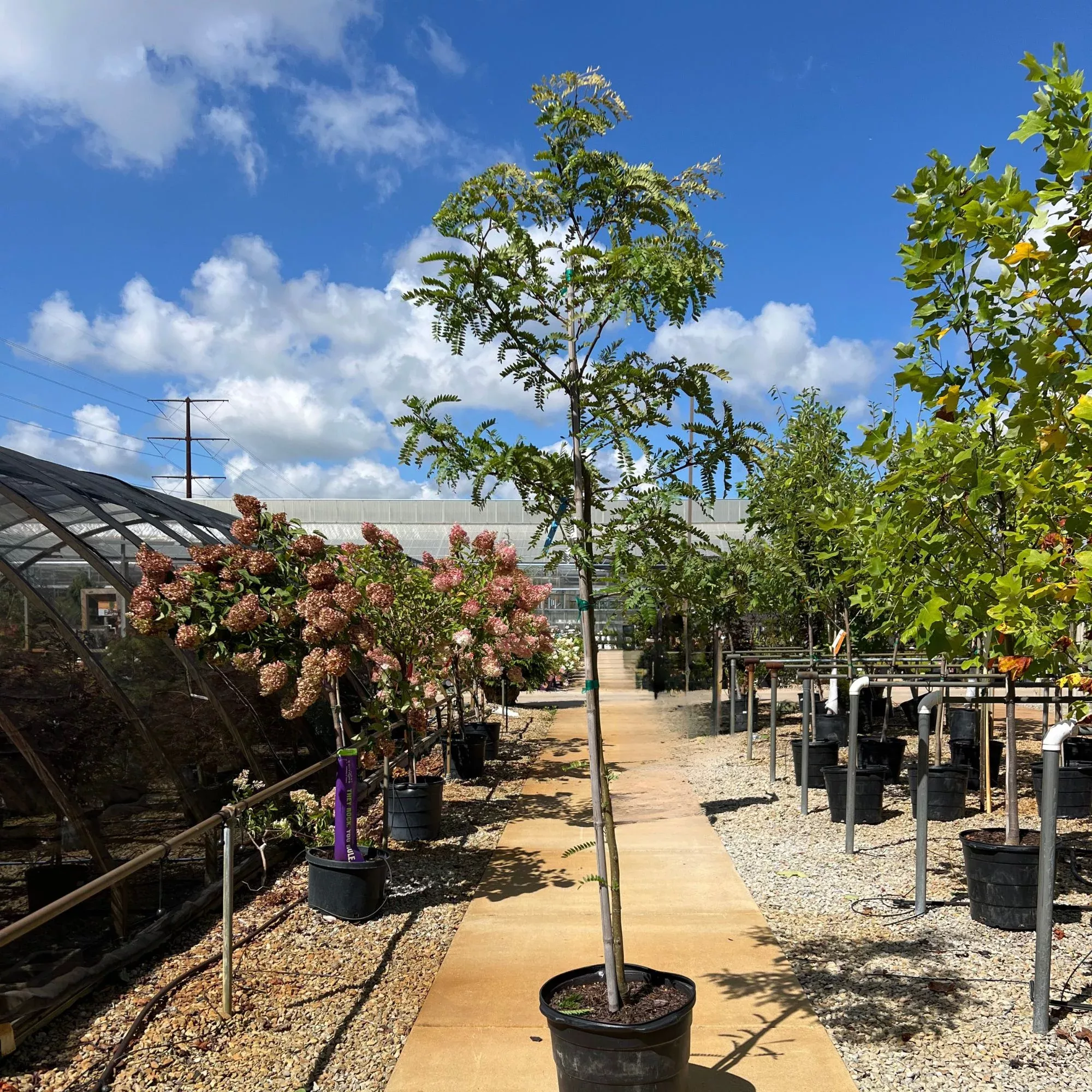 Sunburst Honeylocust - Gleditsia triacanthos 'Suncole' - 15 Gallon Potted Shade Tree