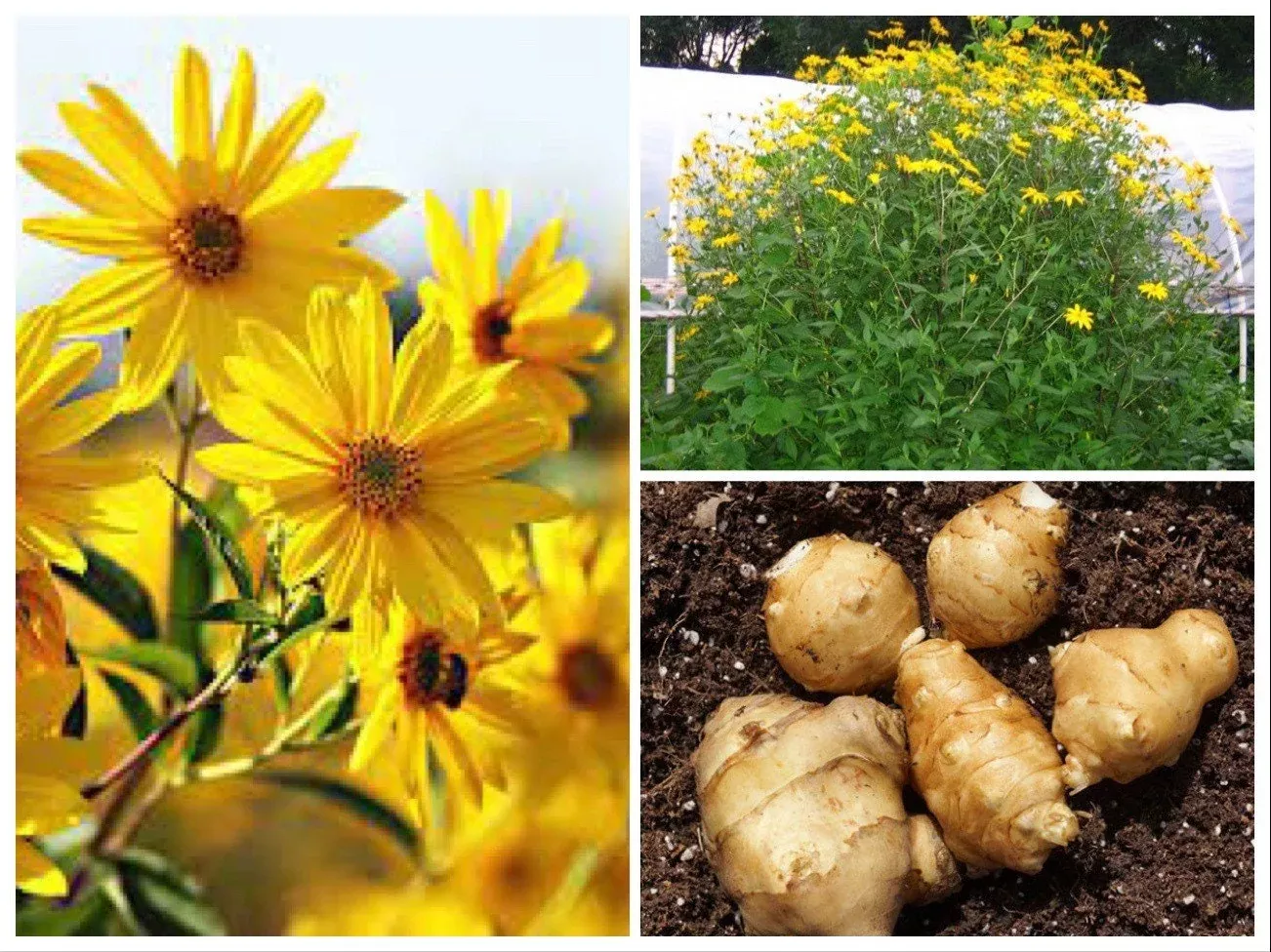 Sunchoke SEEDS, Jerusalem Artichoke, Potato Substitute, Helianthus Tuberosus HT0120