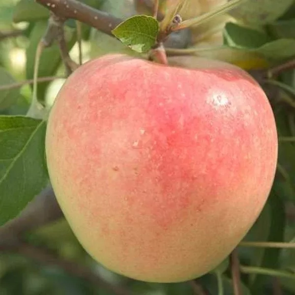 Sundance Apple