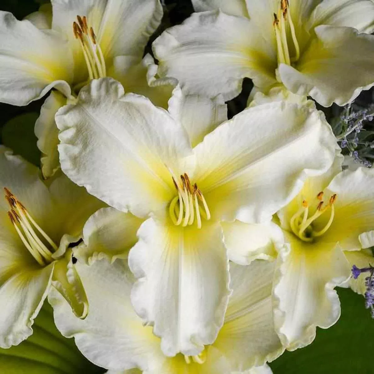 Sunday Gloves Daylily
