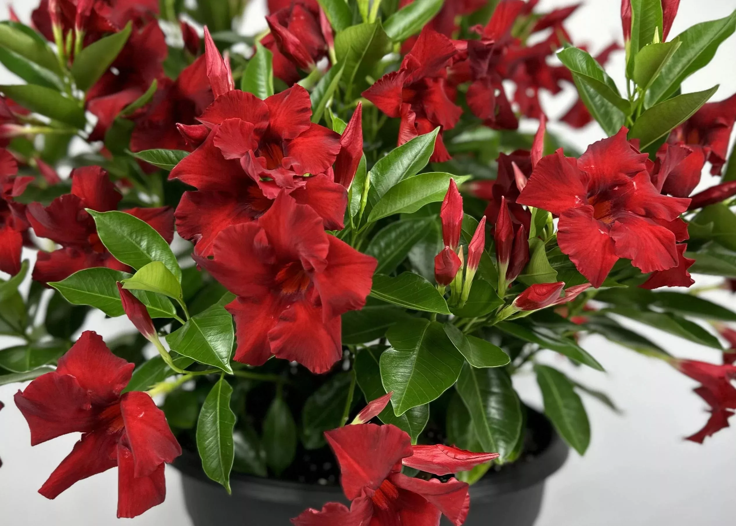 Sundenia Red Improved Mandevilla