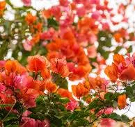 Sundown Bougainvillea