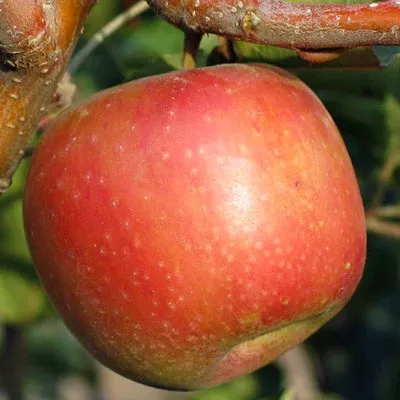 Sundowner Apple