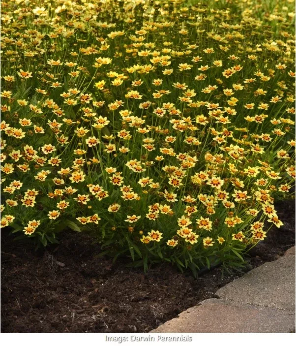 Sunfetti Yellow Bicolor Coreopsis