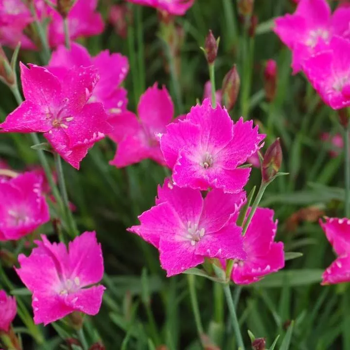Sunflor Kahori Dianthus