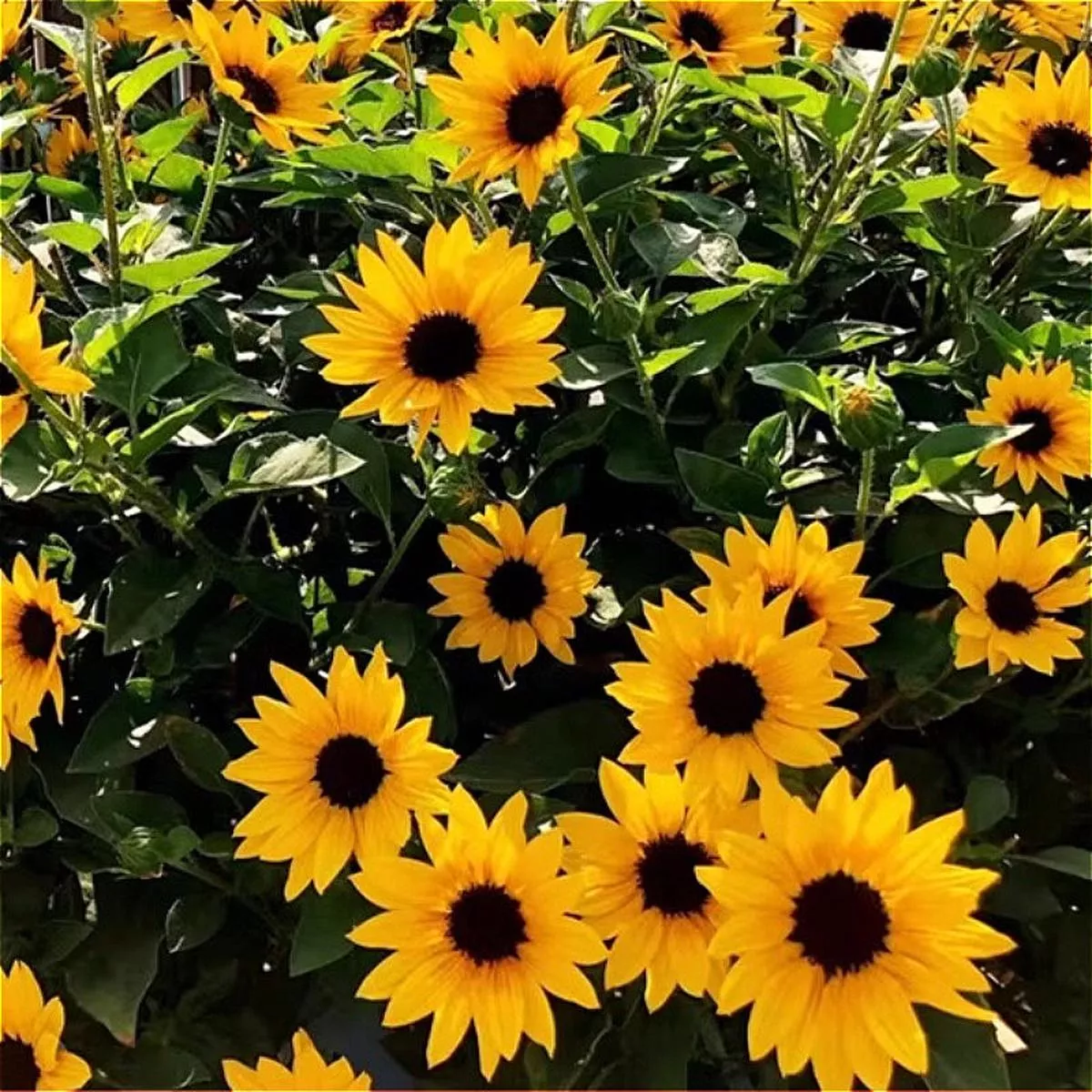 Sunflower – 5-Pot