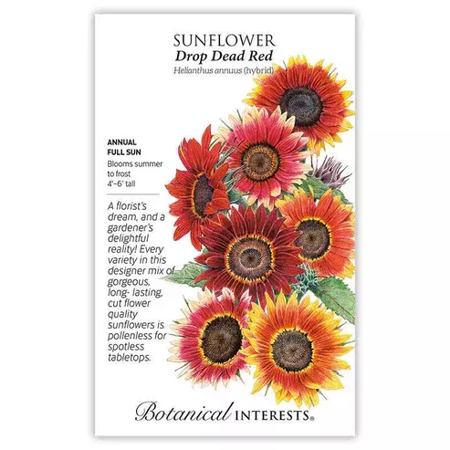 Sunflower 'Drop Dead Red' Hybrid