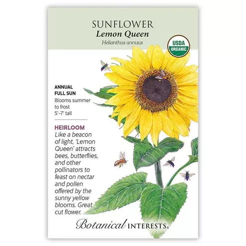Sunflower 'Lemon Queen'