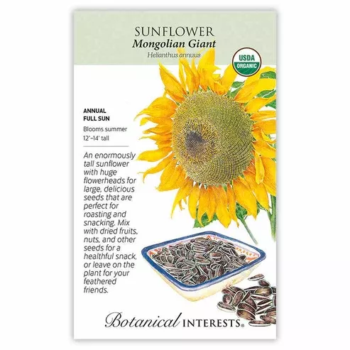 Sunflower 'Mongolian Giant' Organic