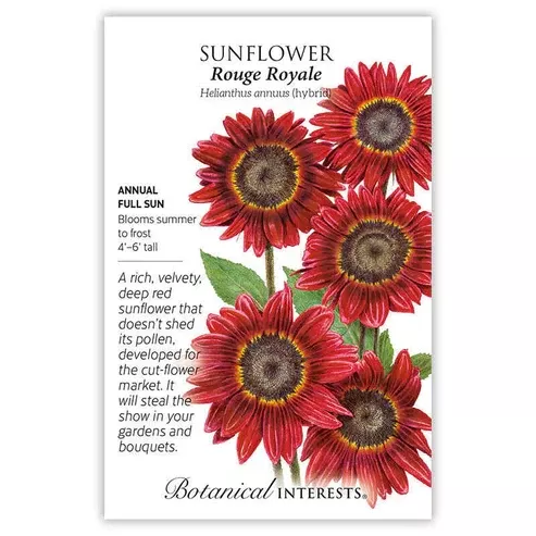 Sunflower 'Rouge Royale'