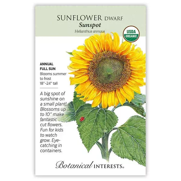 Sunflower seeds, "Dwarf Sunspot"