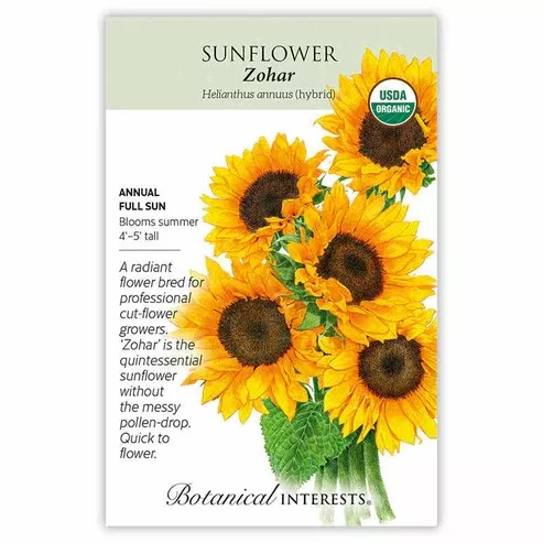 Sunflower 'Zohar'