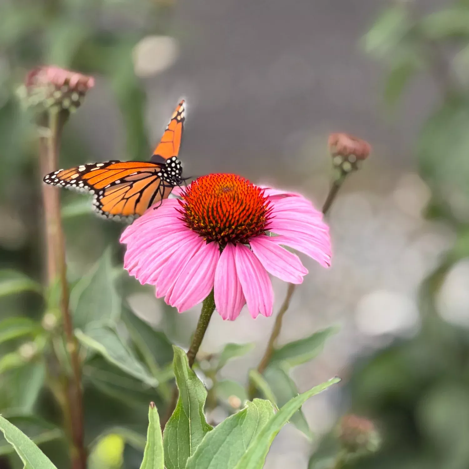 Sunmagic Vintage Fuchsia Coneflower