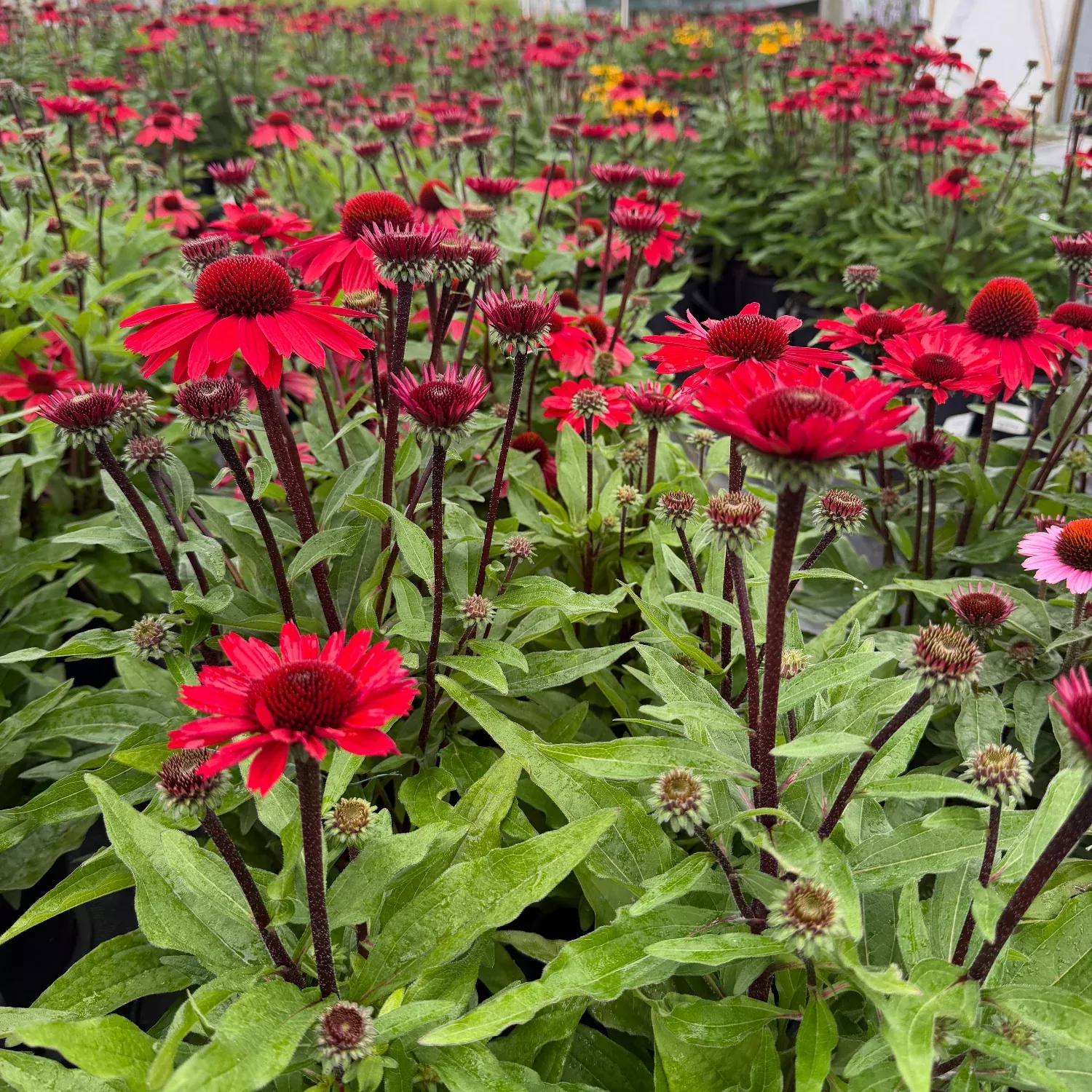 Sunmagic Vintage Hot Red Coneflower