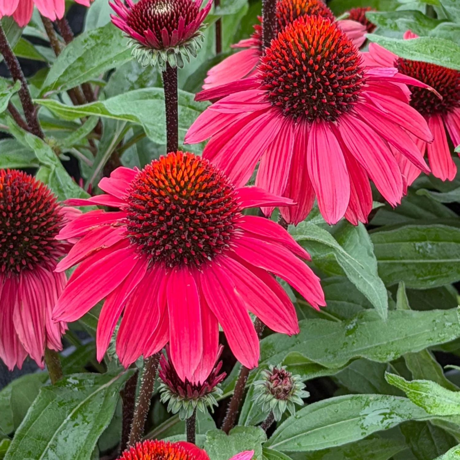 Sunmagic Vintage Lipstick Coneflower