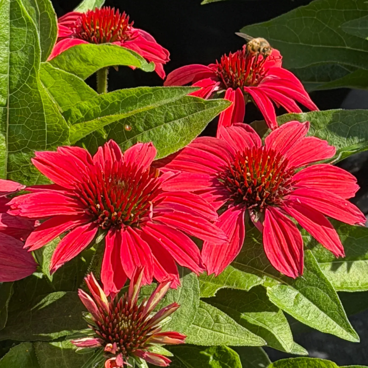 Sunmagic Vintage Ruby Coneflower