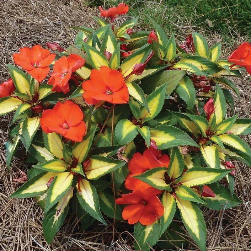 SunPatiens Tropical Orange Plant Plug (Impatiens x hybrid 'Tropical Orange') – Heat-Tolerant Bright Blooms for Summer Gardens.