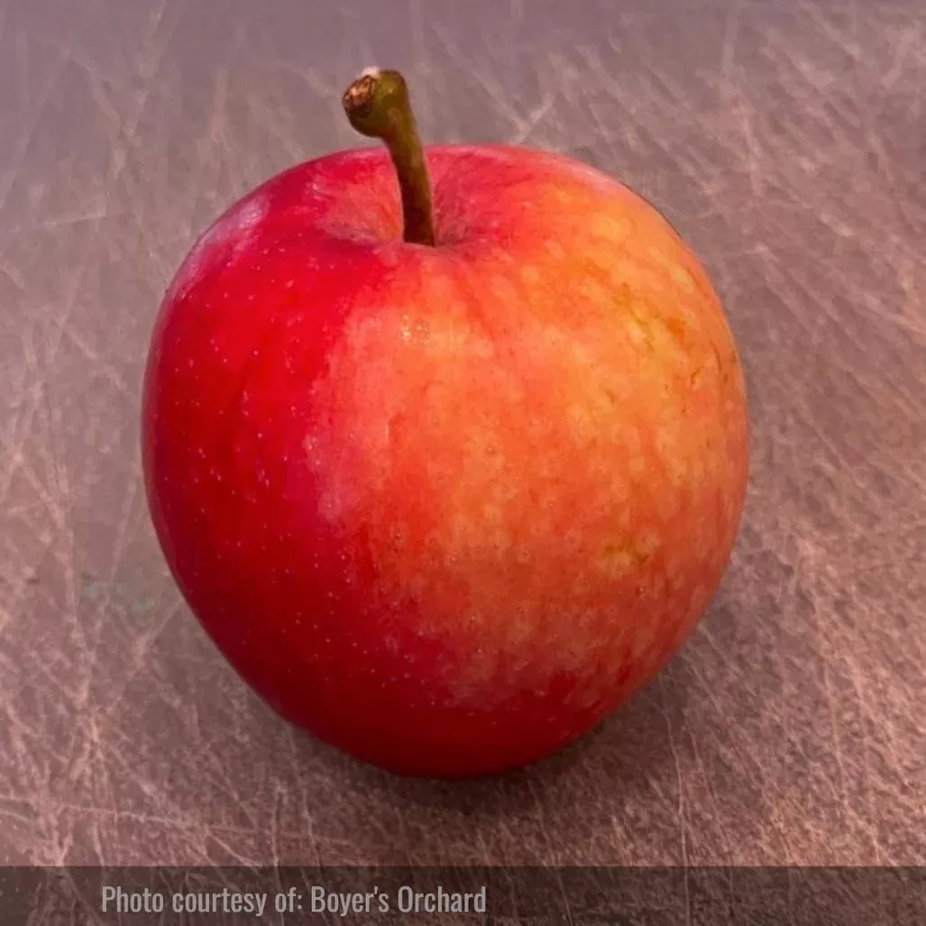 Sunrise Apple Tree