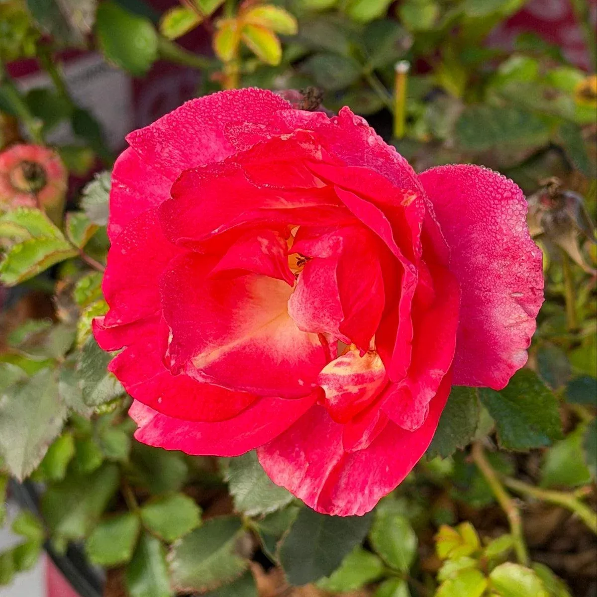 Sunrise Sunset Rose