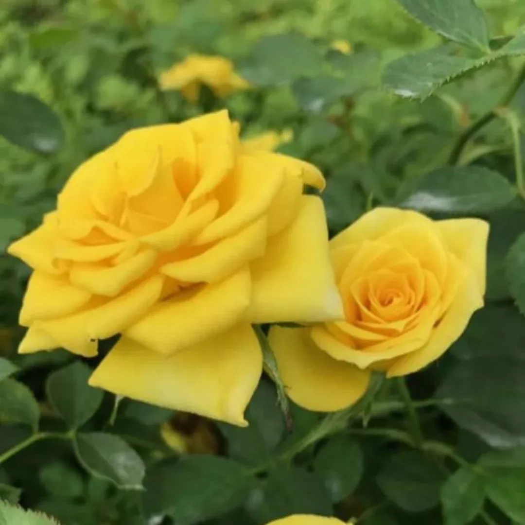 Sunrosa Yellow Shrub Rose