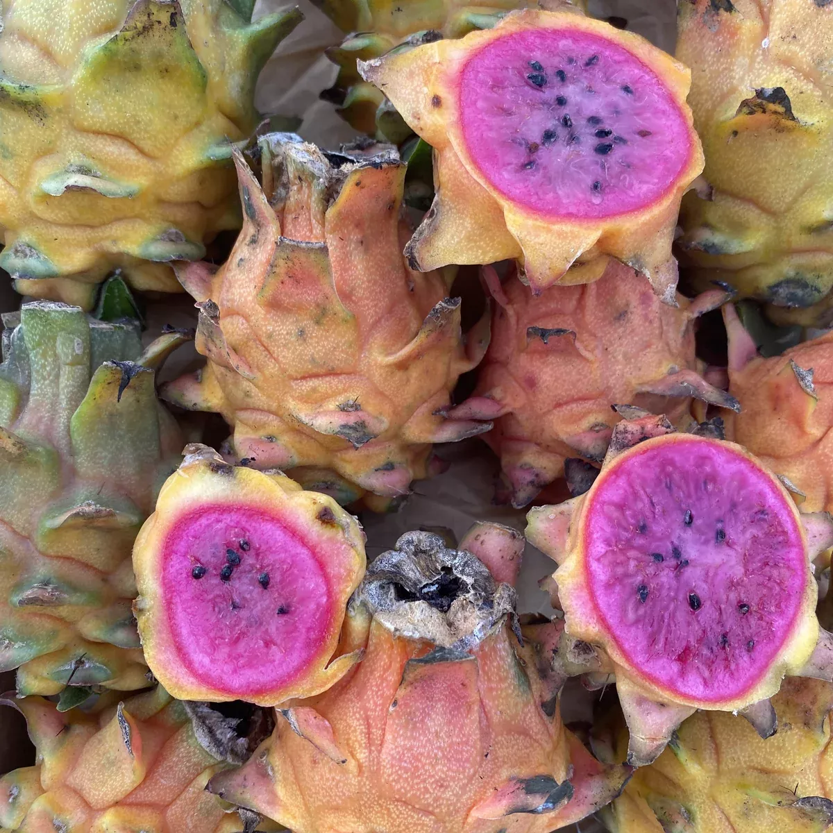 Sunset Dragonfruit *RARE* / *Pre-Order*