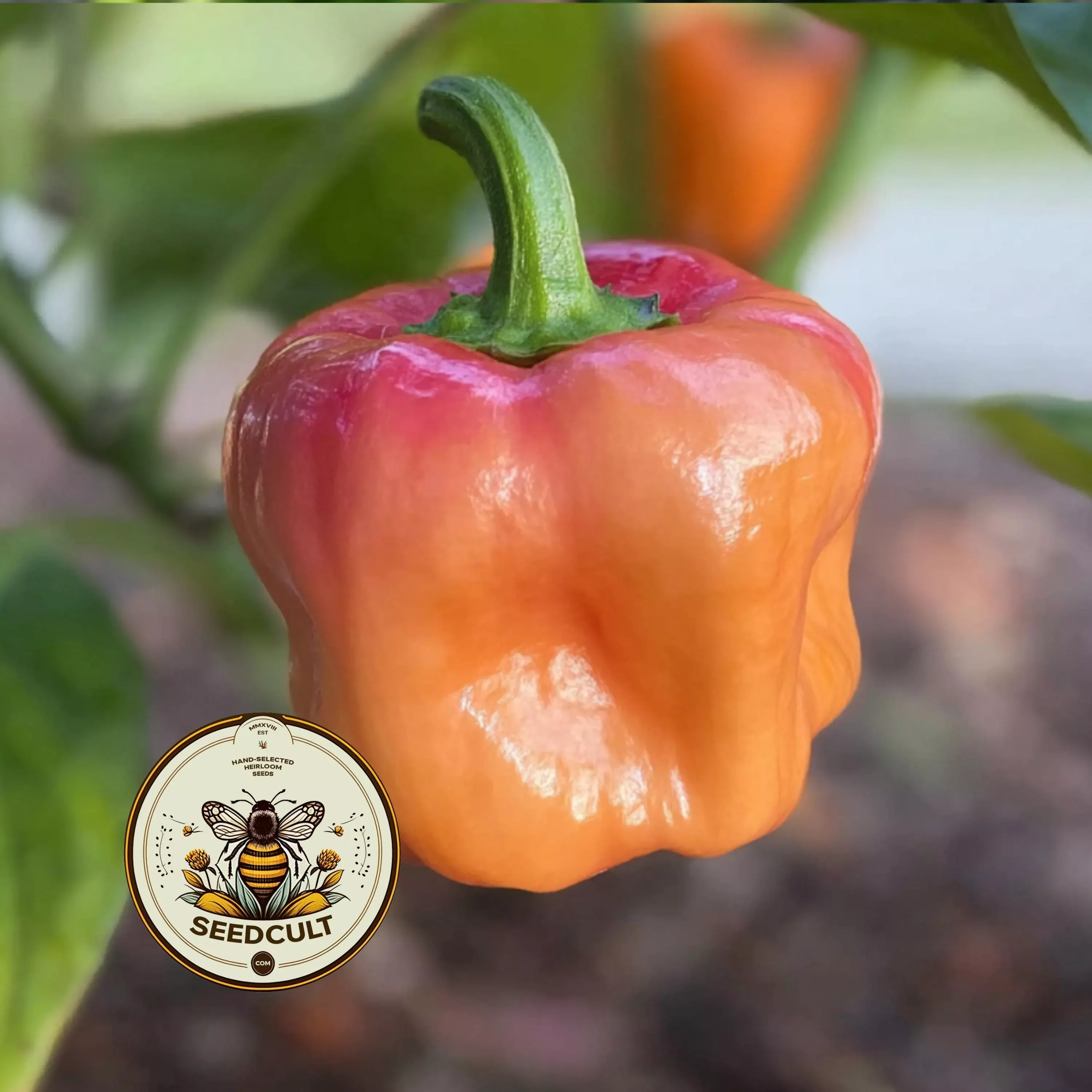 SUNSET PEACH SCOTCH BONNET HOT PEPPER