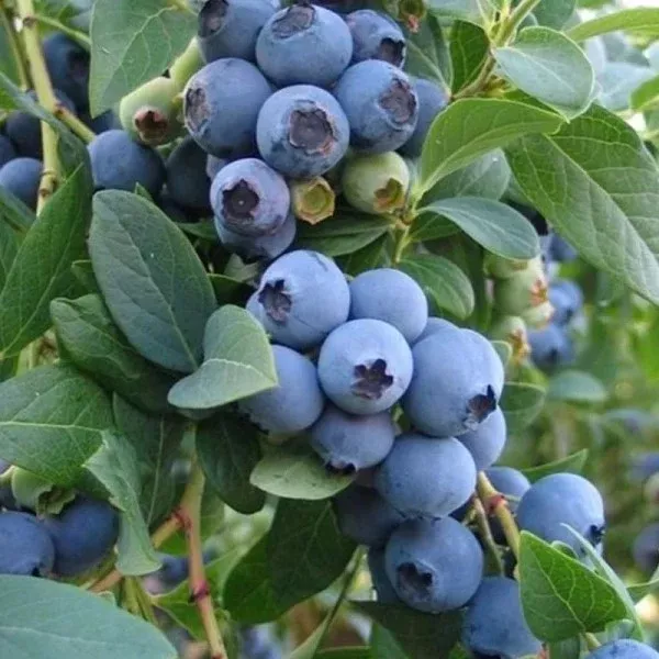 Sunshine Blue Blueberry