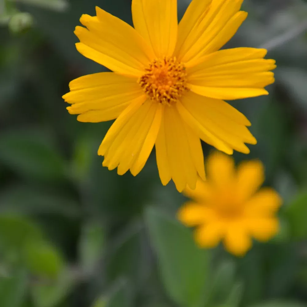 Sunshine Superman Tickseed