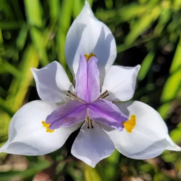 Sunstripe Fortnight Lily