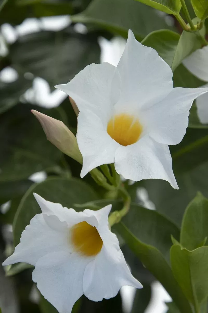 Sunvilla™Mandevilla